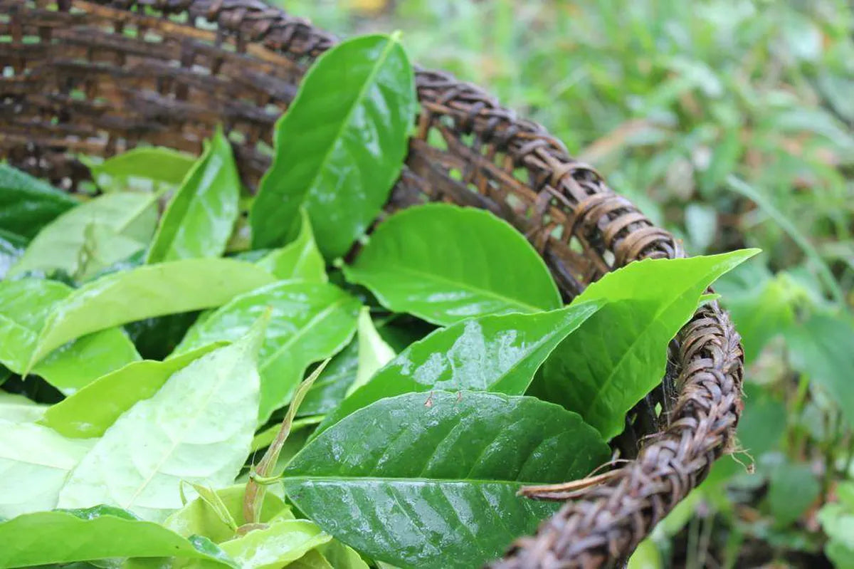 Guayusa : Une plante ancestrale d'Amazonie